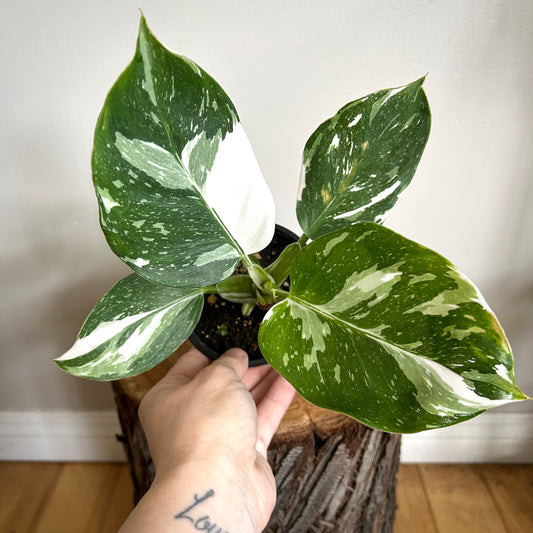 Philodendron 'White Wizard'