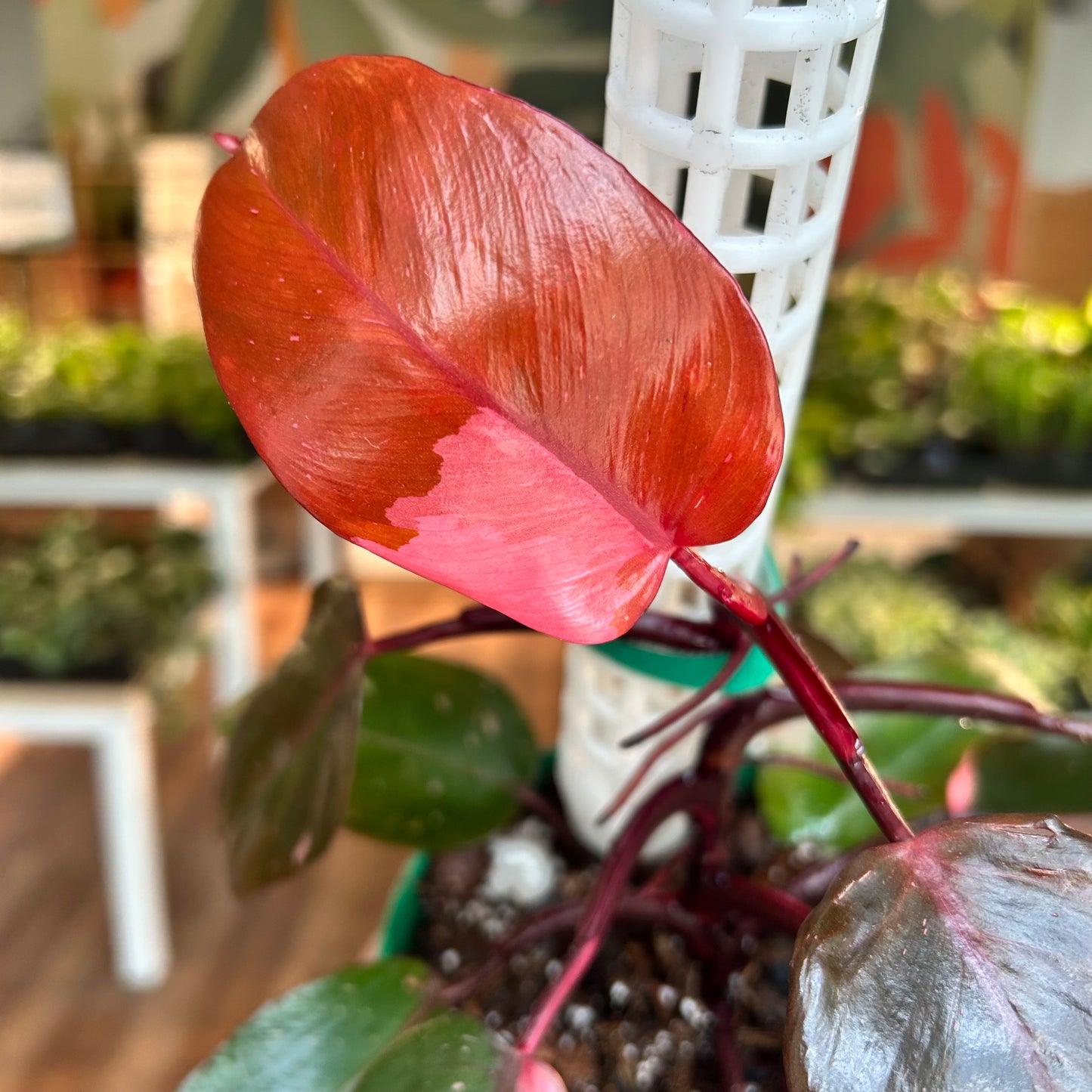 Philodendron Persimmon Princess- Exact Plant