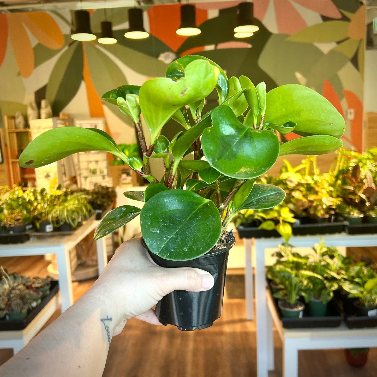 Peperomia Obtusifolia 'Lemon-Lime’
