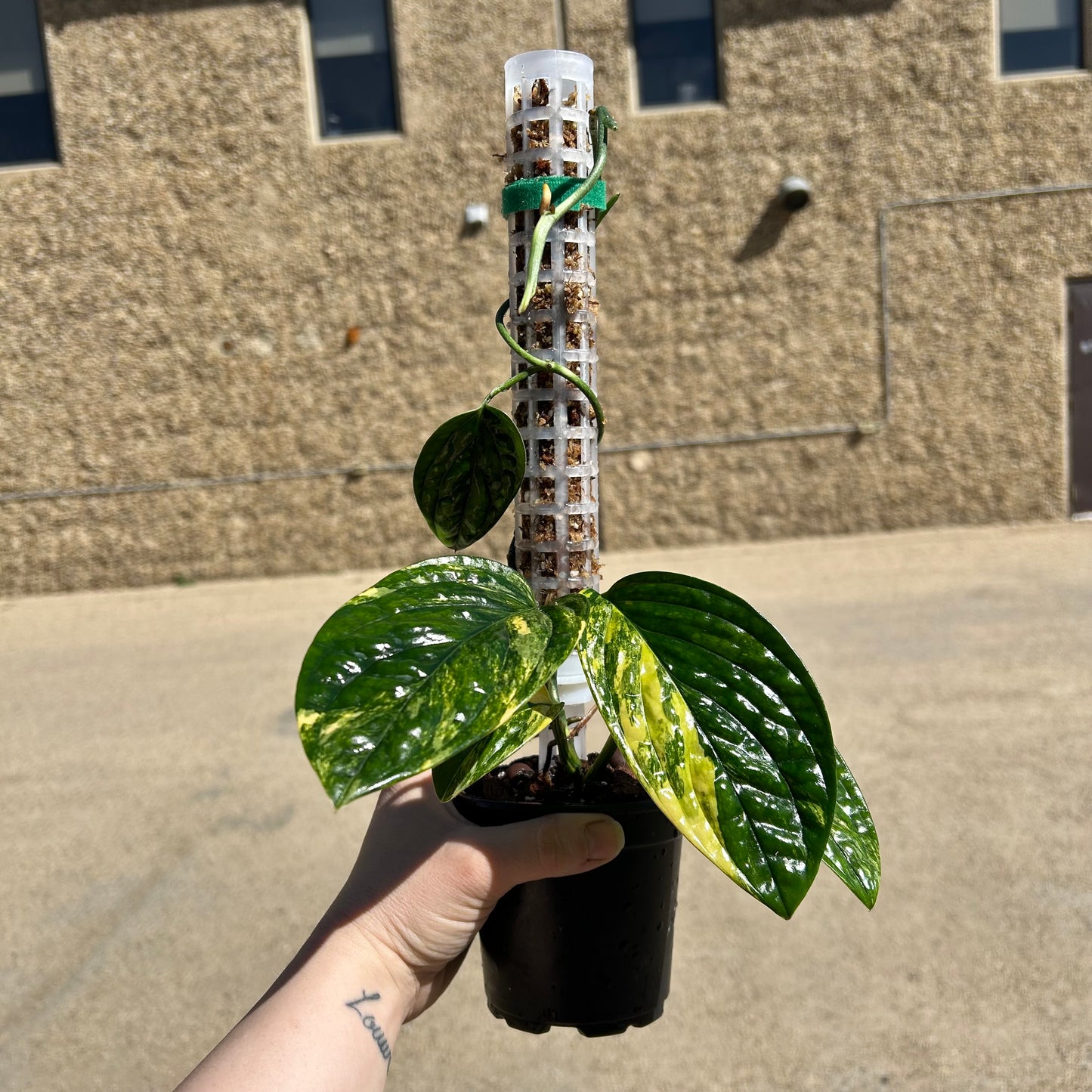 Monstera Peru Variegated (Monstera karstenianum variegata) - Exact Plant A