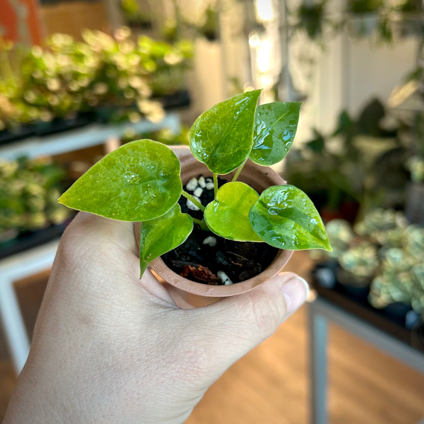 Alocasia Cucullata Variegated - Corm grown, exact plant