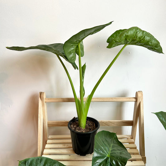 Alocasia Macrorrhiza