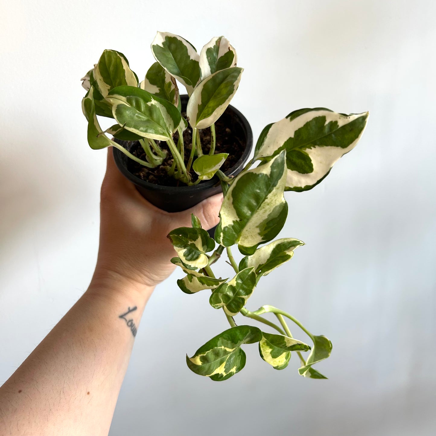 Pothos N' Joy