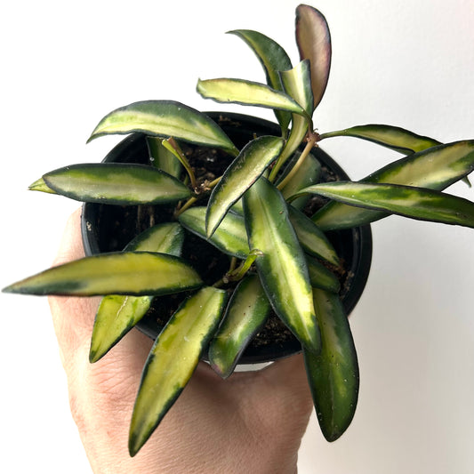 Hoya Wayetii Variegata