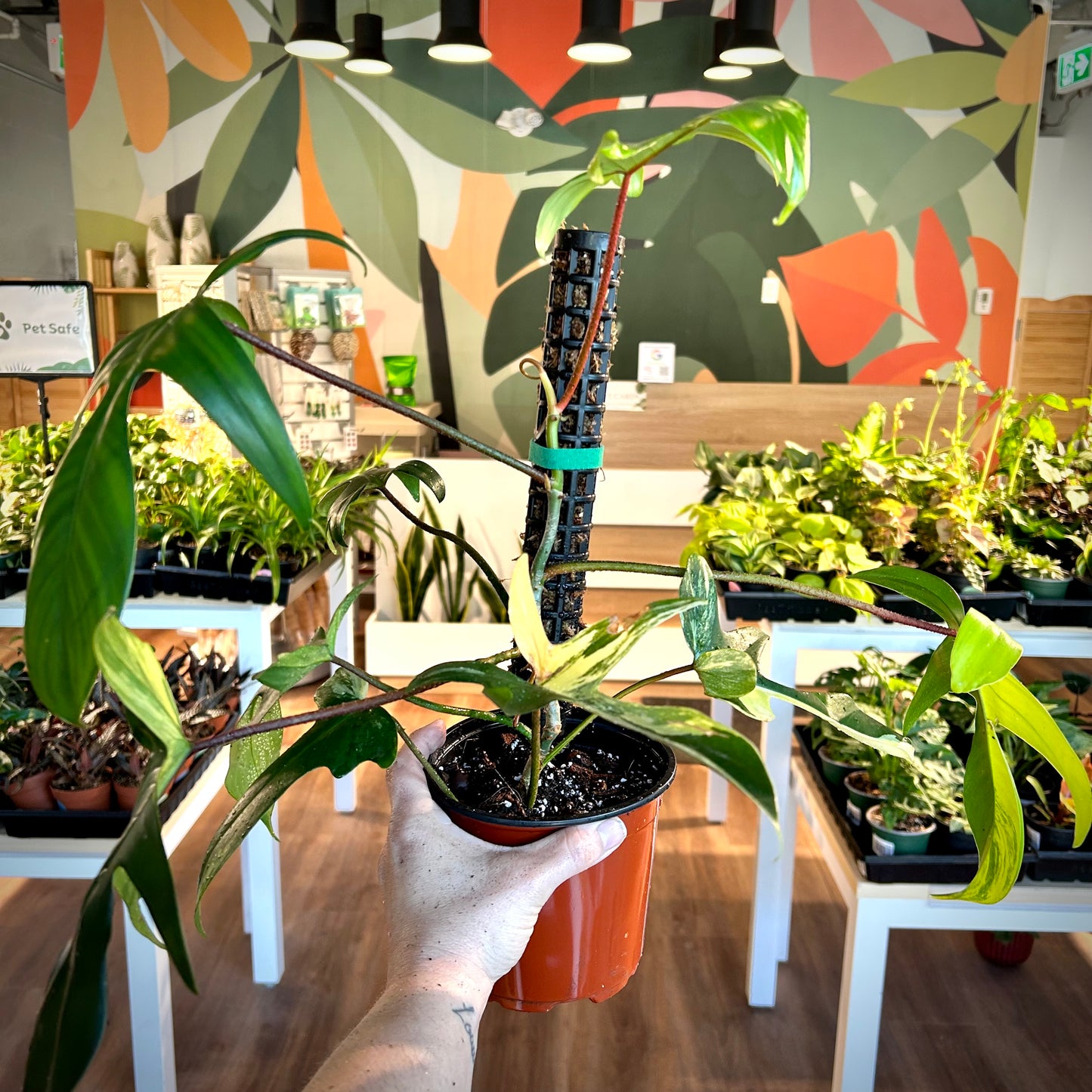 Philodendron Florida Beauty