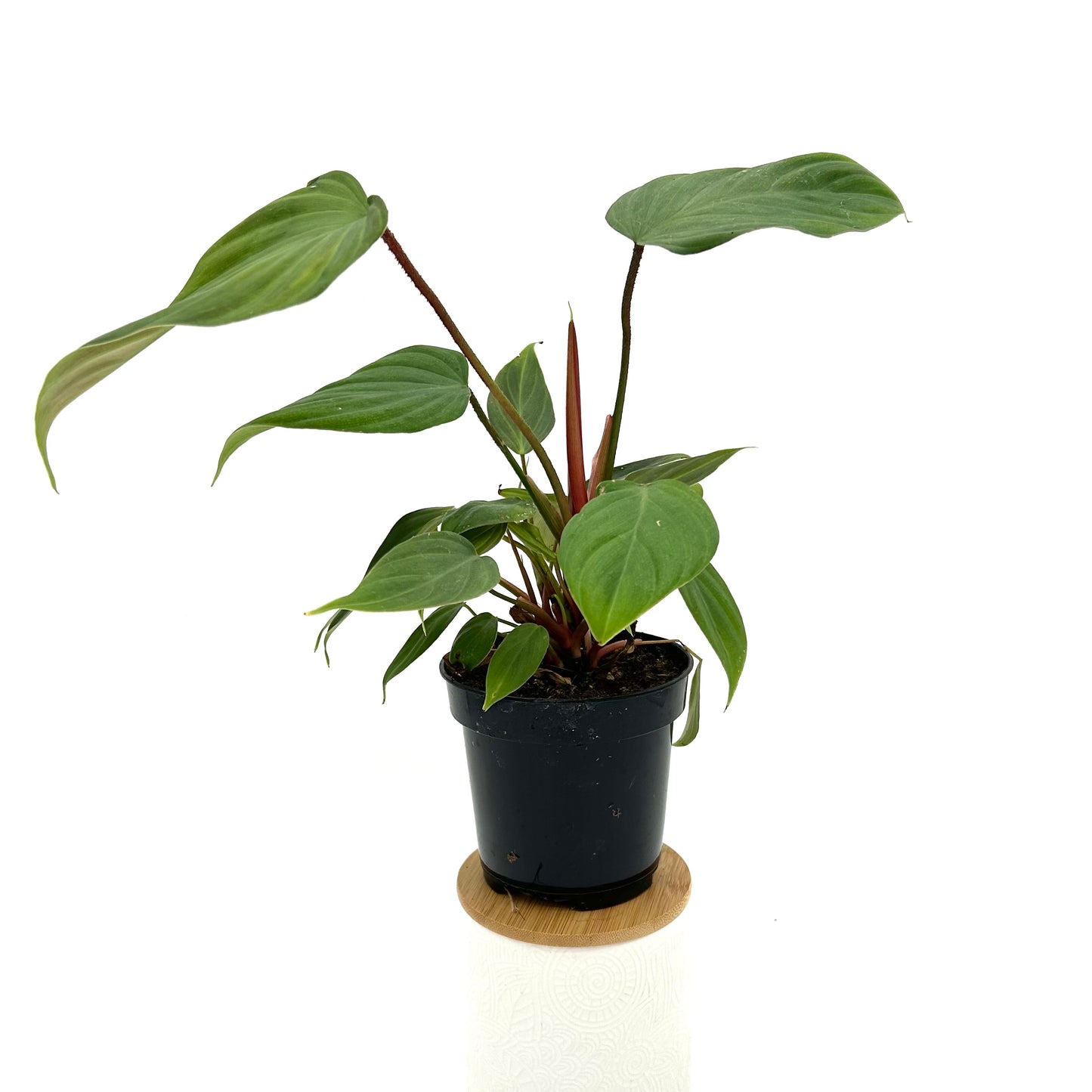 Philodendron nangaritense - 'Fuzzy Petiole'