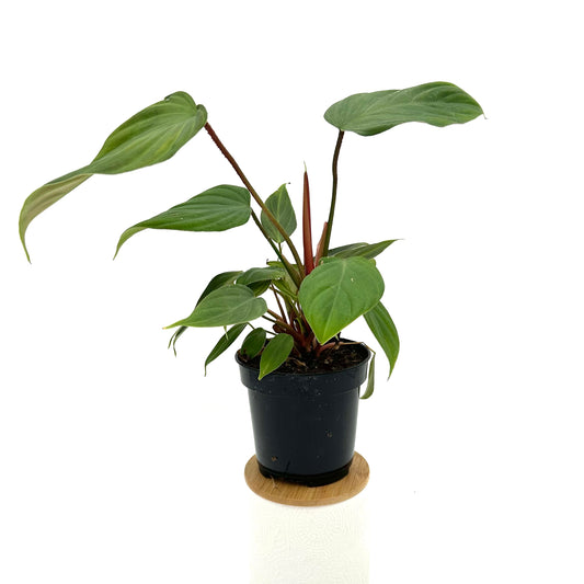 Philodendron nangaritense - 'Fuzzy Petiole'