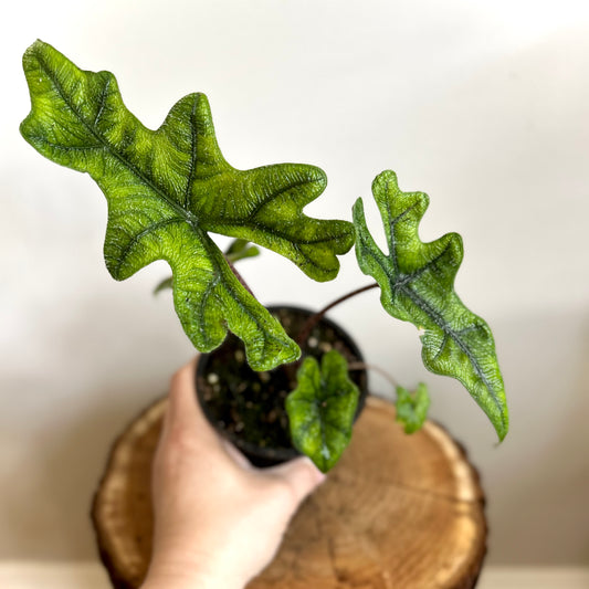 Alocasia Jacklyn