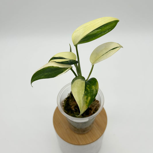 Scindapsus 'Blue Albo' - Exact Plant