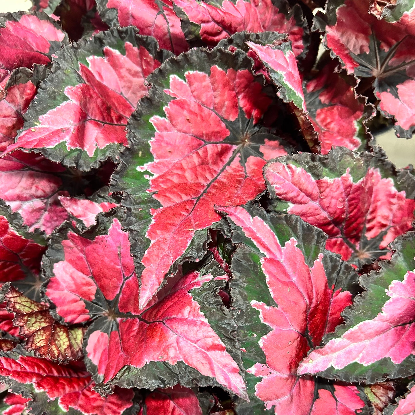 Begonia Rex "Black Cherry”