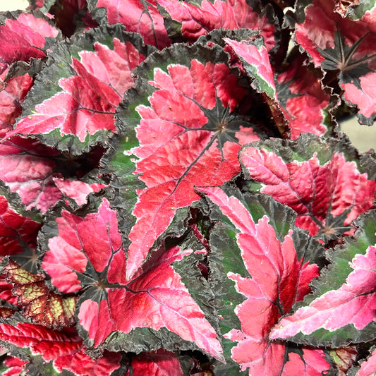 Begonia Rex "Black Cherry”