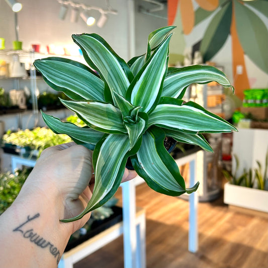 Dracaena Warneckii - Jade Jewel