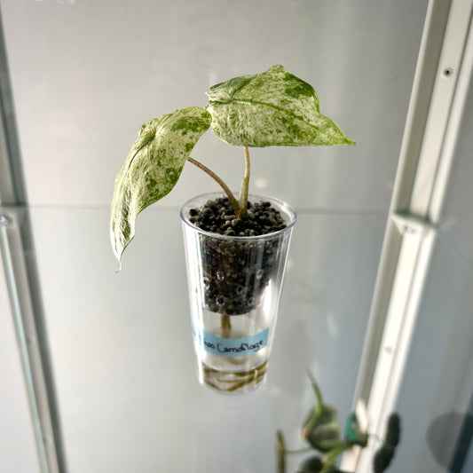 Alocasia Macrorrhiza Camouflage - Corm Grown