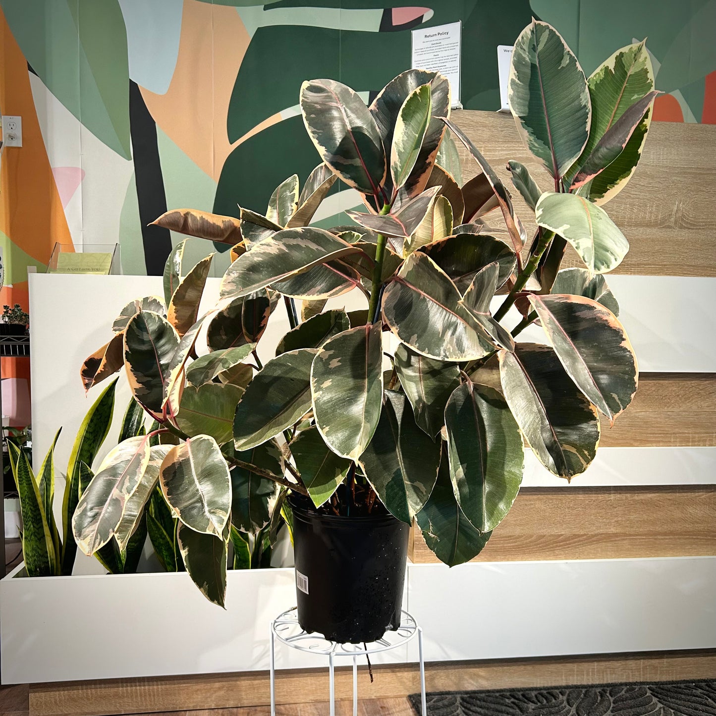 Ficus Elastica Ruby