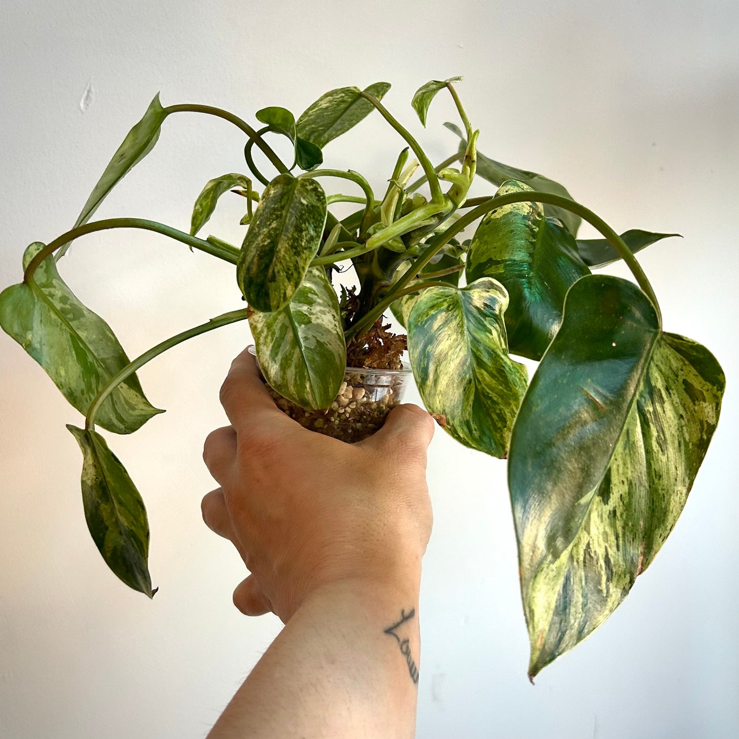 Philodendron 'Emerald King' - Exact Plant