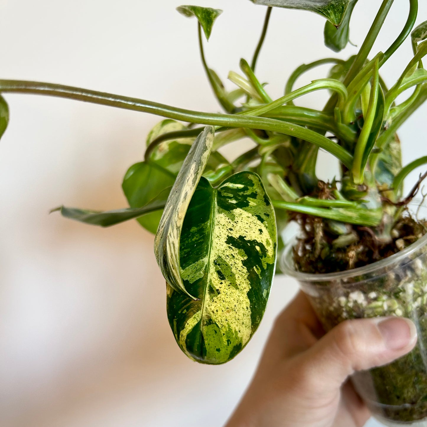 Philodendron 'Emerald King' - Exact Plant