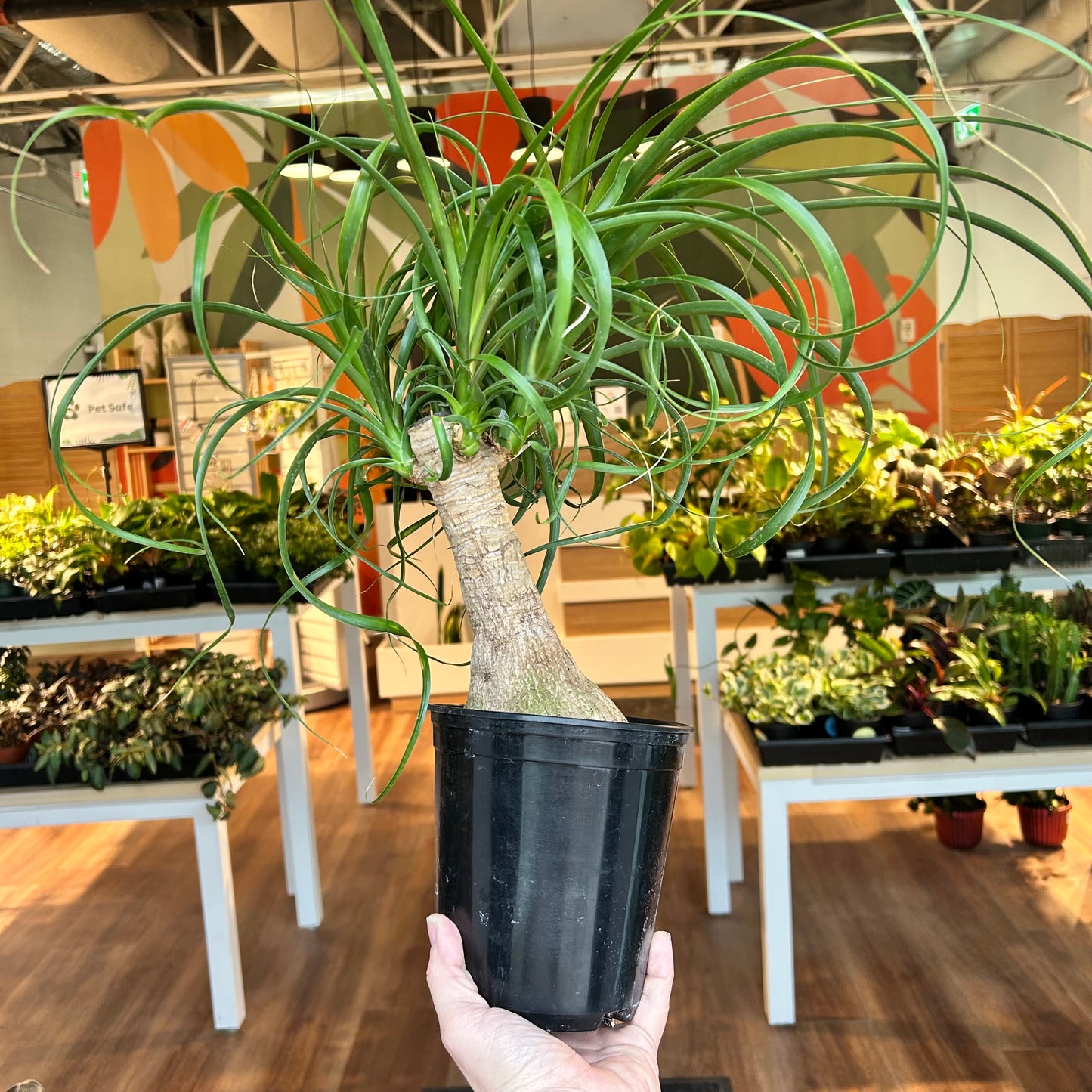 Ponytail Palm - Beaucarnea Recurvata