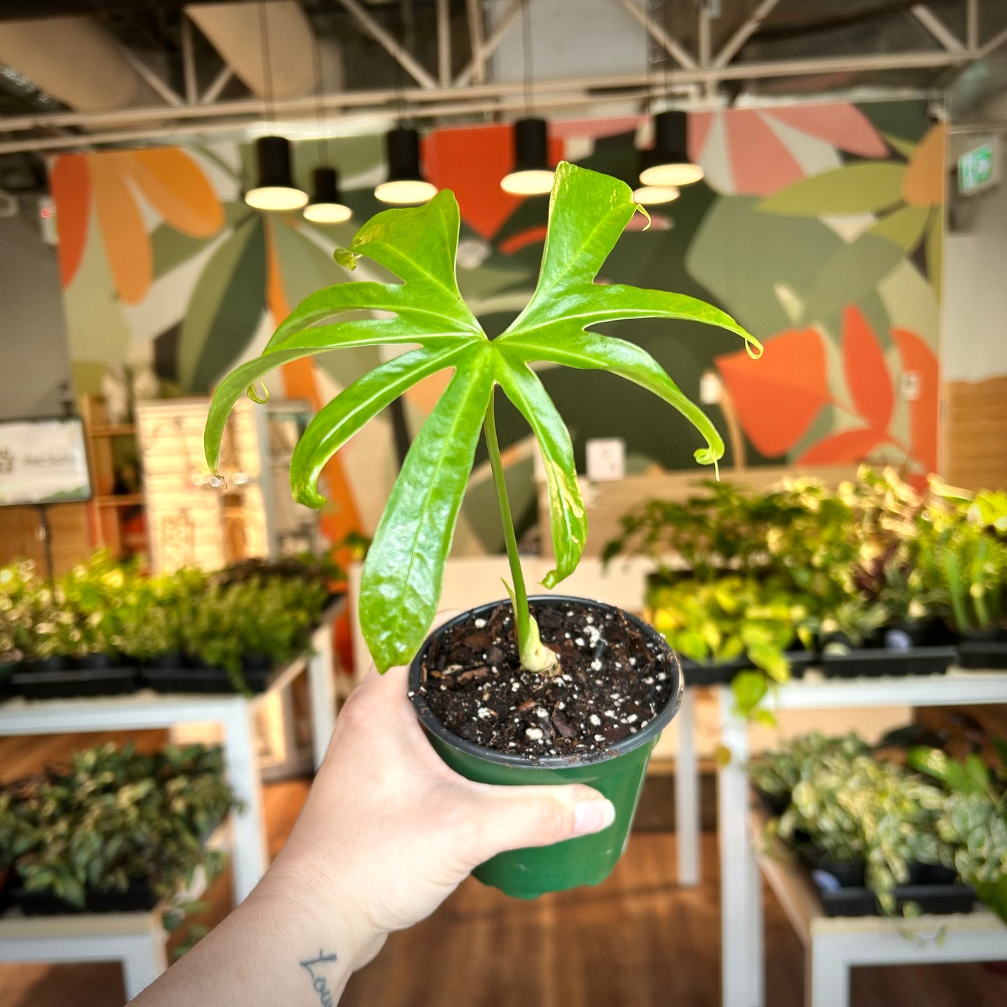 Anthurium Pedatoradiatum 'Fingers'