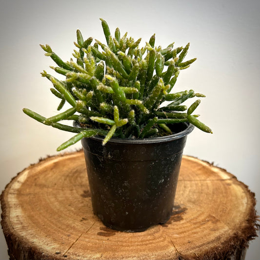 Mistletoe Cactus (Rhipsalis spp.)
