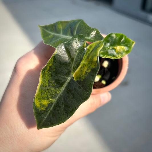 Alocasia Sanderiana Bull Aurea - Corm grown, exact plant
