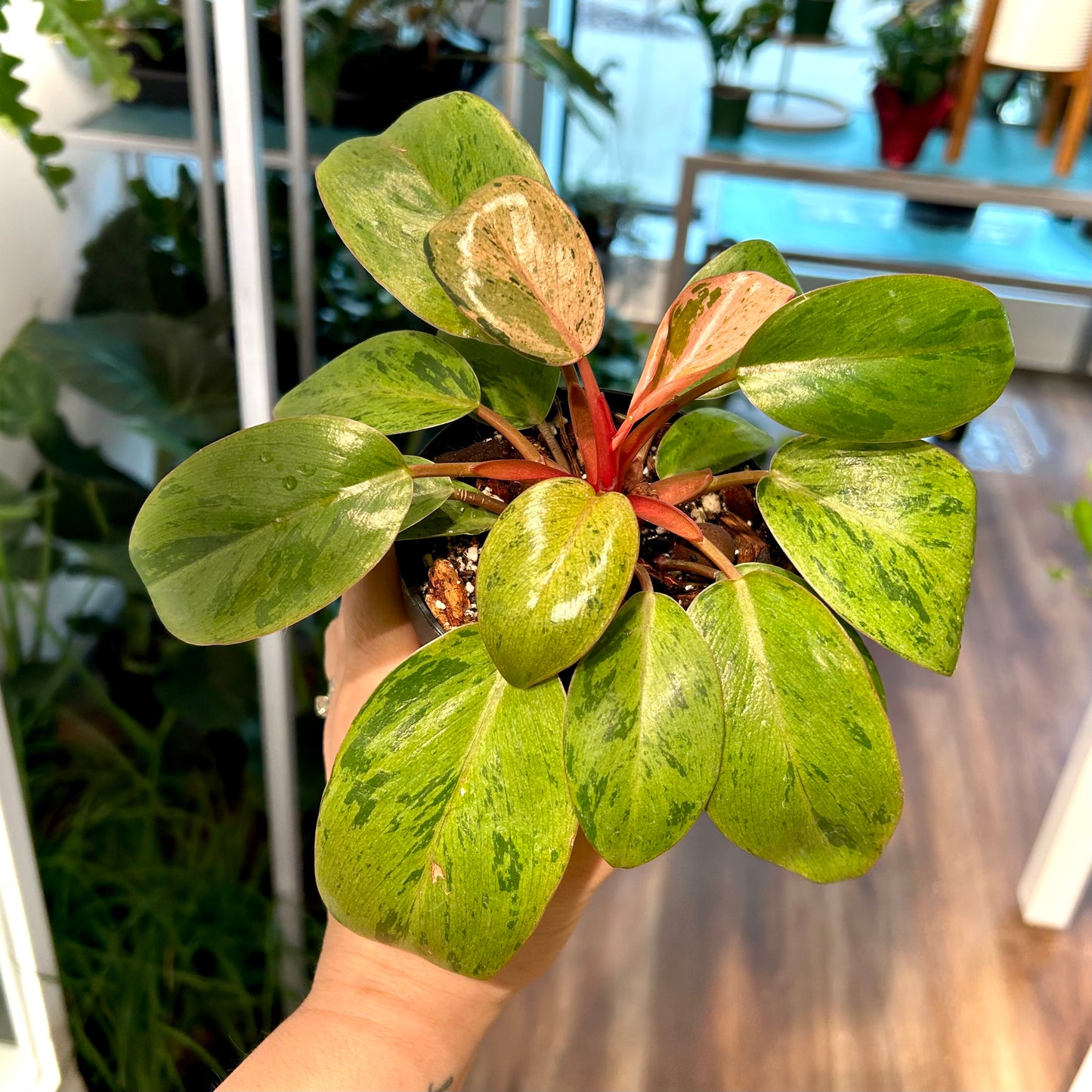 Philodendron Red Congo Dwarf Mint - Exact Plant