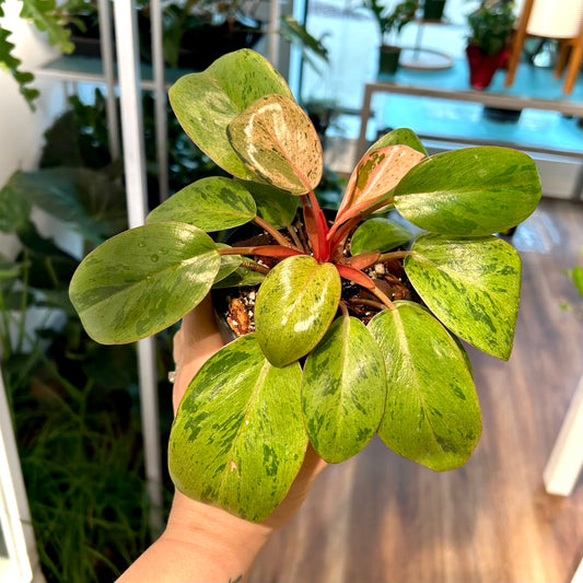 Philodendron Red Congo Dwarf Mint - Exact Plant