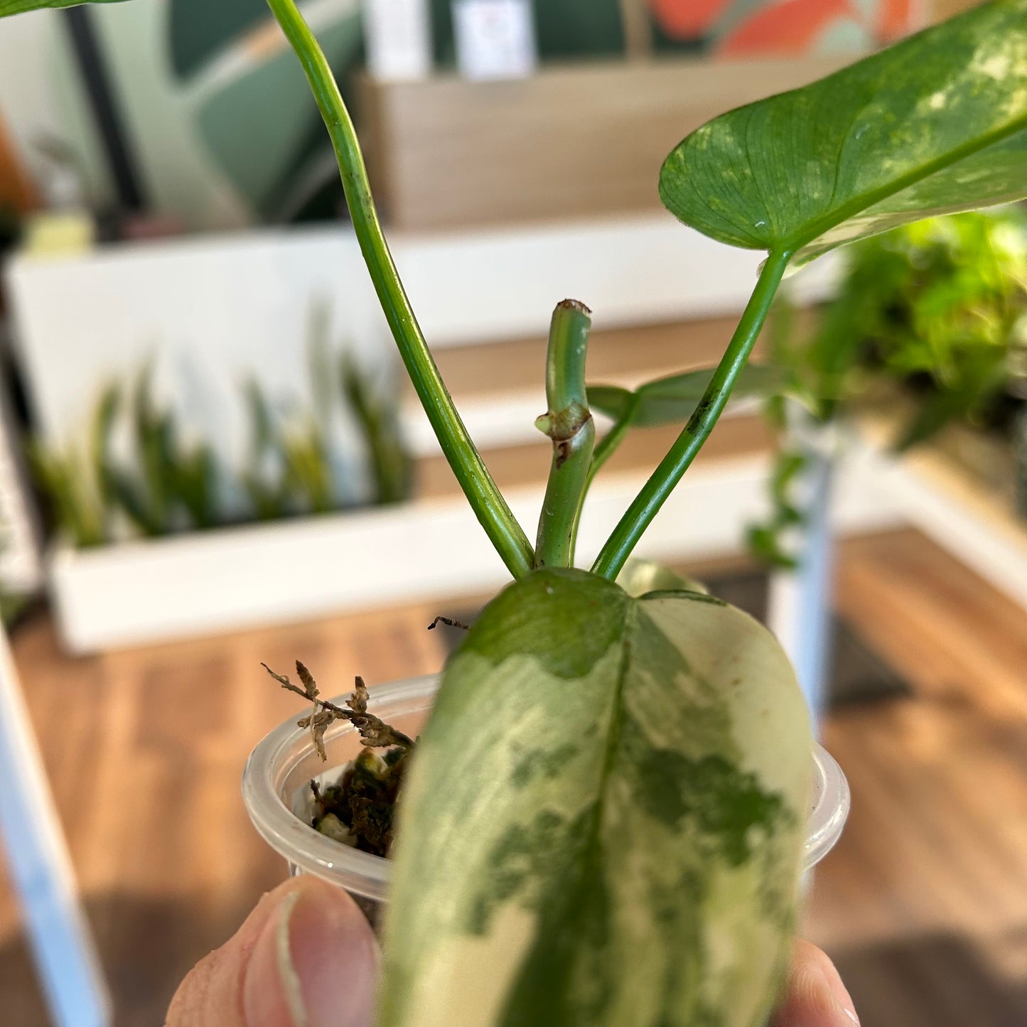 Philodendron 'Violin’ Variegated (Philodendron bipennifolium variegated) - Rooted bottom cutting, active node - Exact Plant