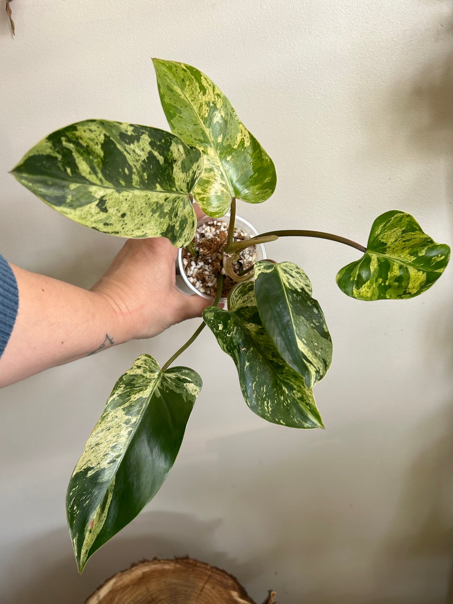 Philodendron 'Emerald King' - Exact Plant