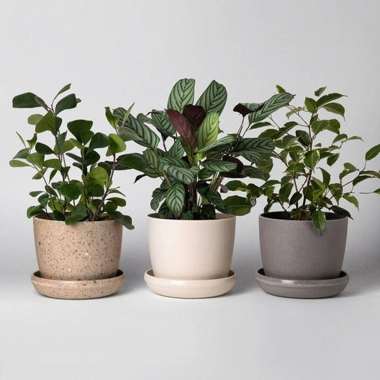 5" Upcycled Plant Pot
