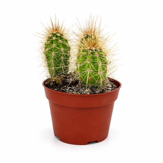Giant Cardon Cactus (Pachycereus pringlei)