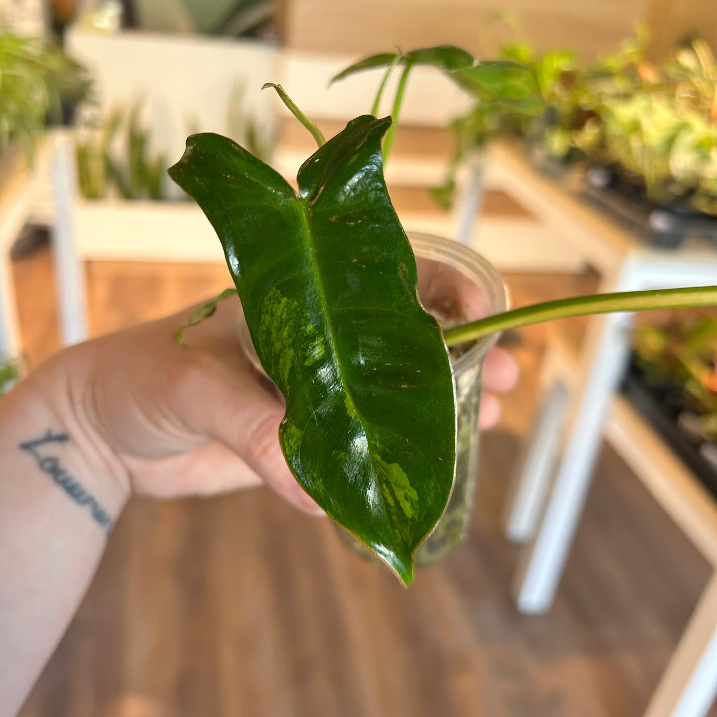 Philodendron 'Jennifer' (Florida Beauty x Billietiae) - Exact Plant