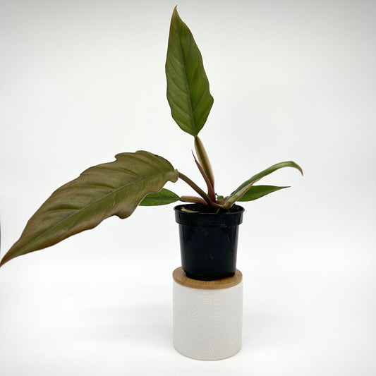 Philodendron 'Pluto'