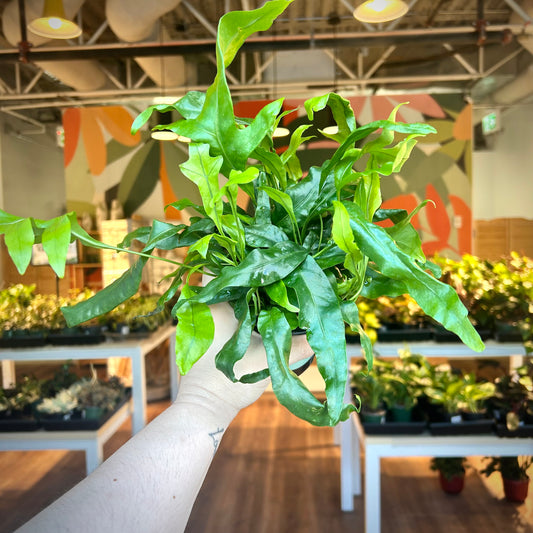 Phlebodium aureum (Blue Star Fern)