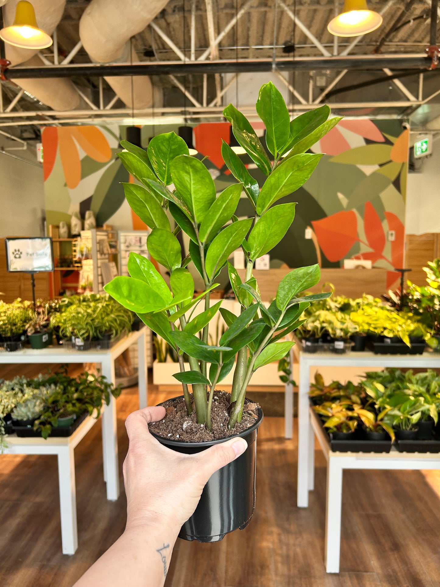 Zamioculcas Zamiifolia (ZZ Plant)