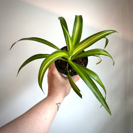 Hawaiian Spider Plant