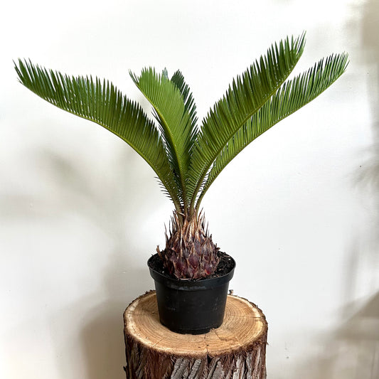 Sago Palm (Cycas revoluta)