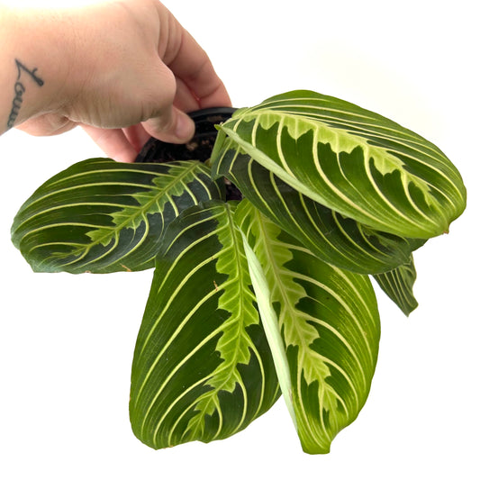 Calathea Maranta 'Lemon-Lime'