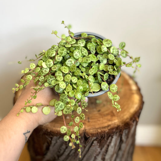 String of Turtles (Peperomia prostrata)