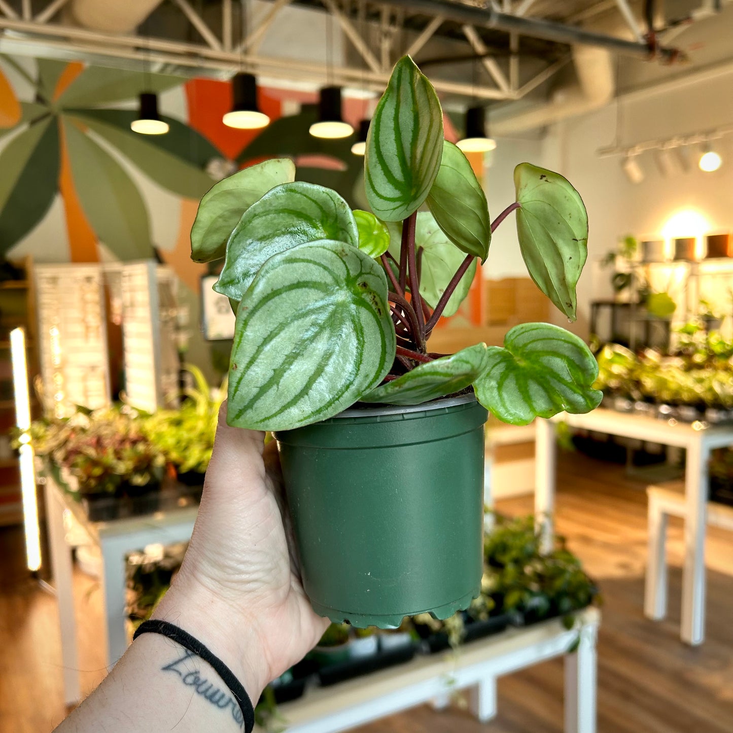 Watermelon Peperomia (Peperomia Argyeia)