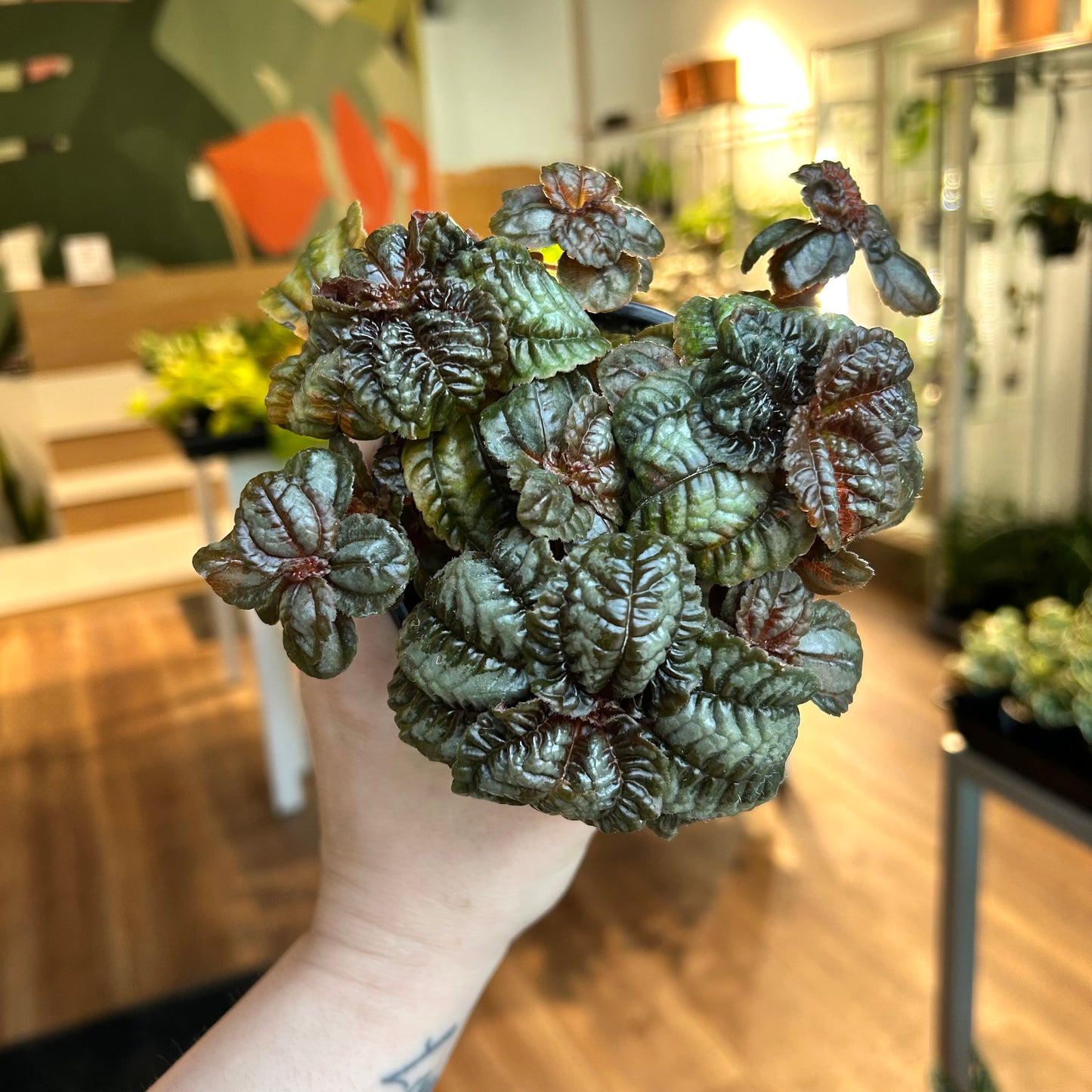 Pilea spruceana 'Norfolk'