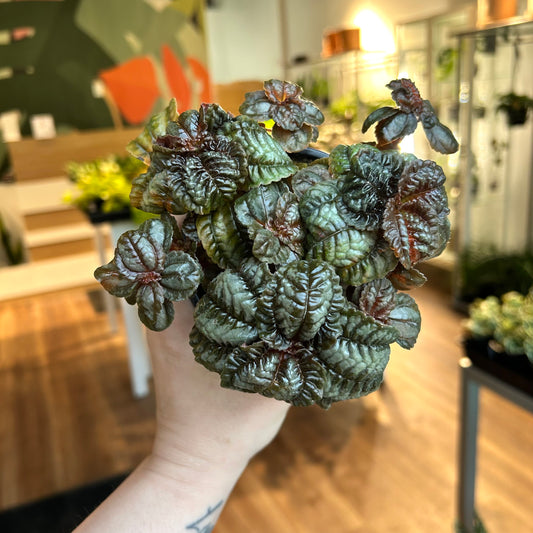 Pilea spruceana 'Norfolk'