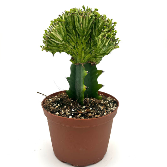 Euphorbia lactea 'Cristata' (green/white variegated, grafted)