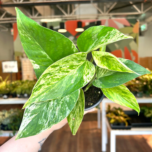 Marble Queen Pothos (Epipremnum Aureum 'Marble Queen')