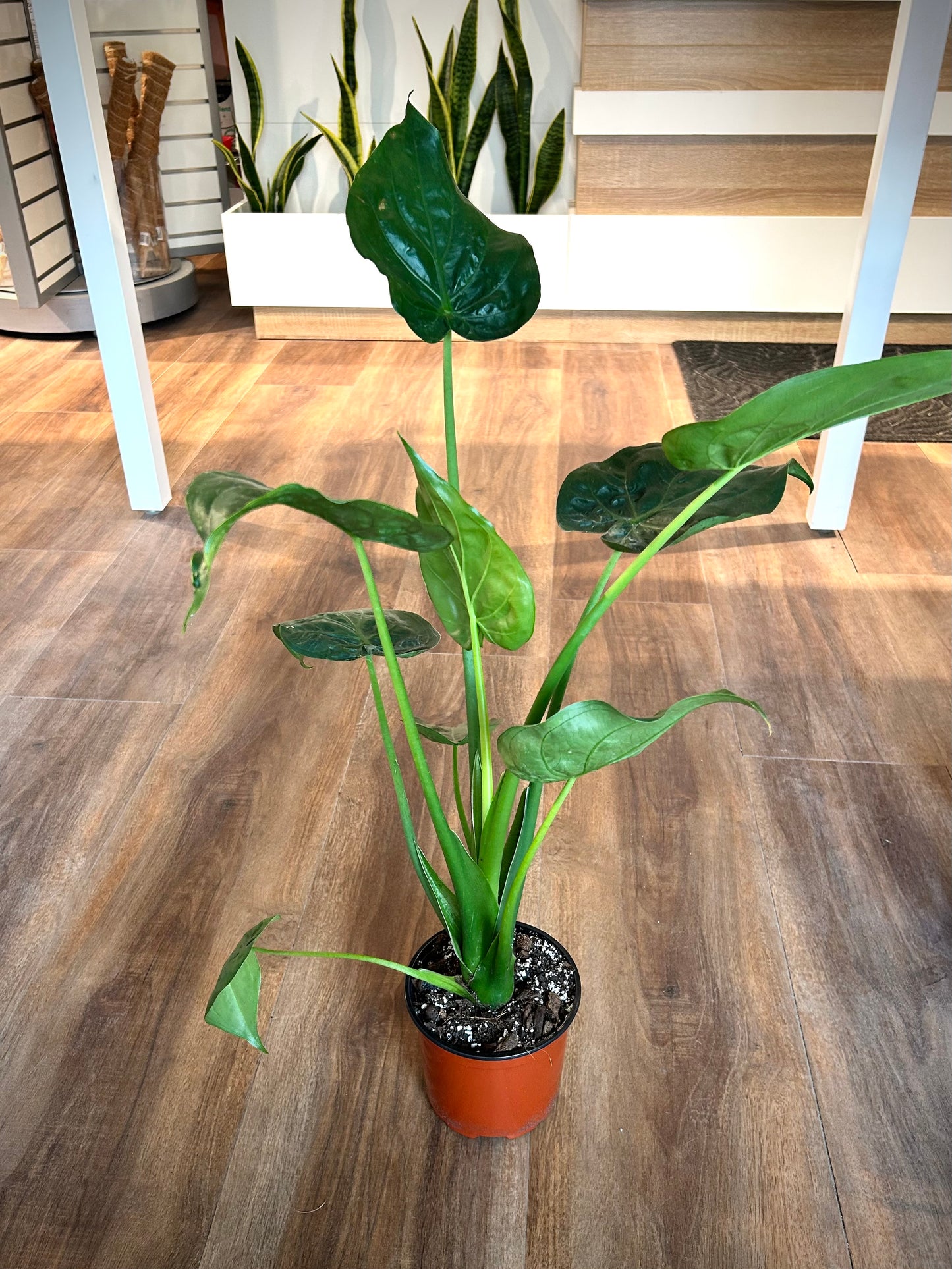 Alocasia Cucullata