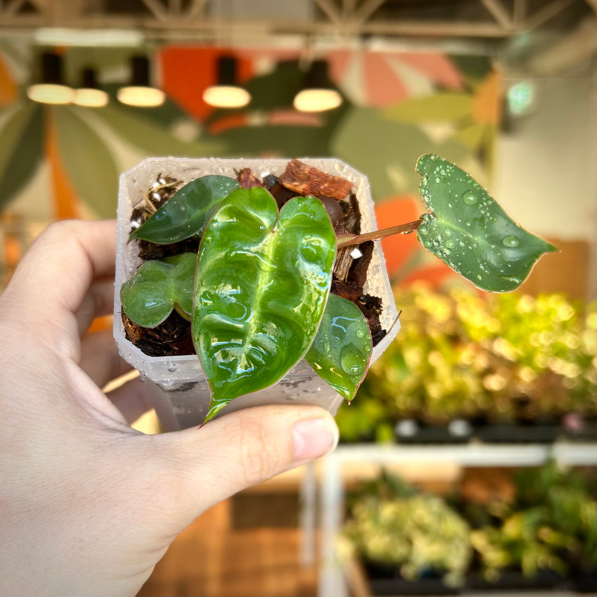 Philodendron Billietiae