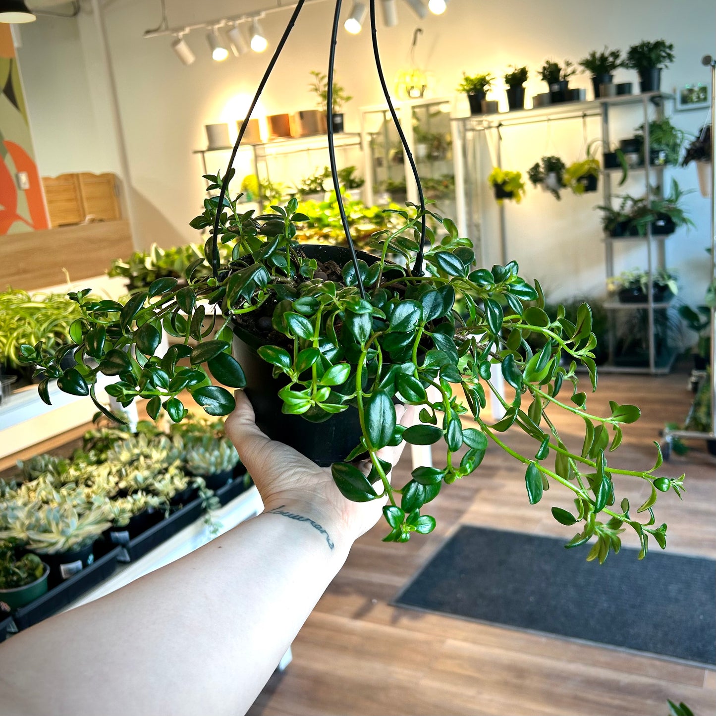 Goldfish Plant (Nematanthus gregarius)