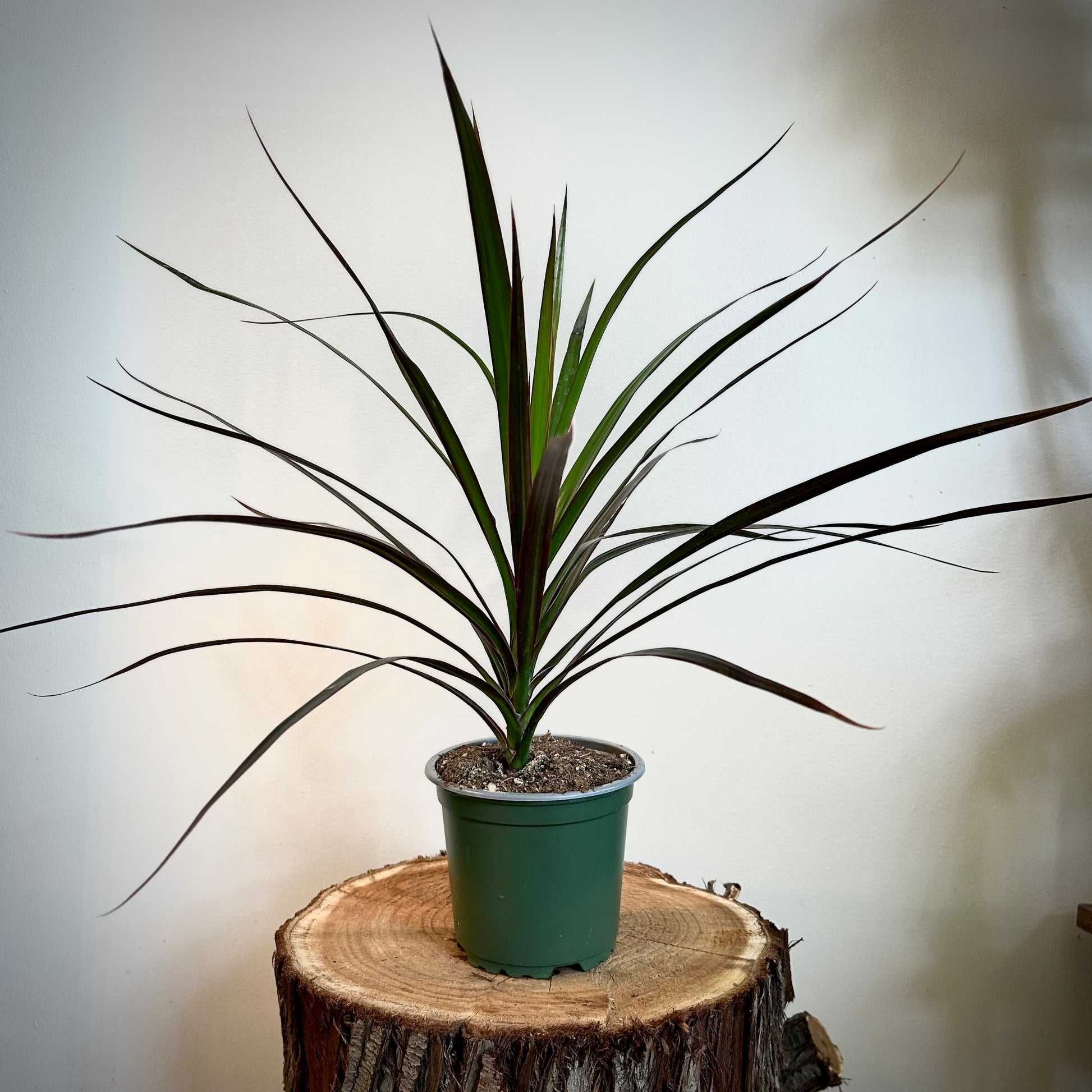 dracaena marginata pets Dracaena Marginata 'Magenta' – Urban Ivy Houseplants