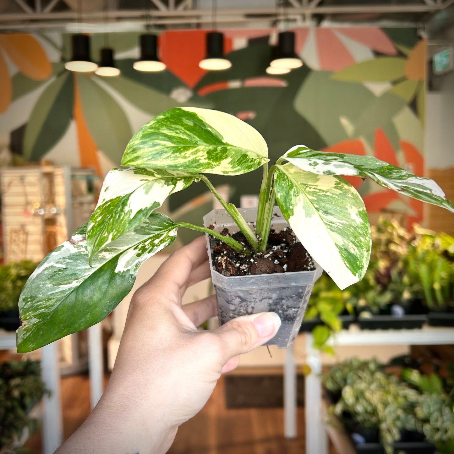 Monstera Lechleriana Albo - Exact Plant