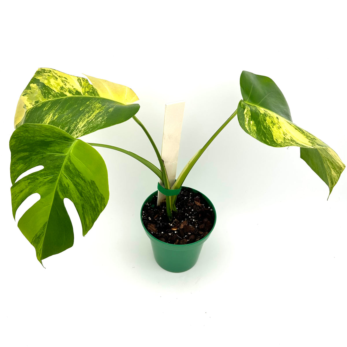 Monstera marmorata tricolor - Exact Plant