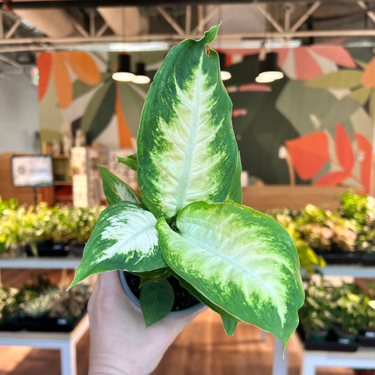 Dieffenbachia 'Camille'